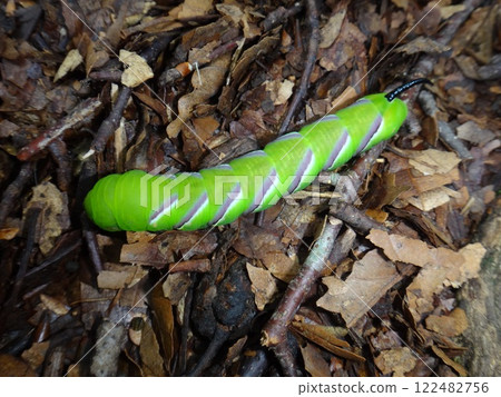 Larva of Lentil 122482756