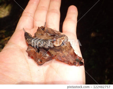 絨麻雀幼蟲 122482757