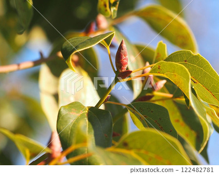 Camphor tree branch tips bathed in sunlight (Close-up of winter buds of camphor tree against blue sky) Camphor tree branch tips bathed in sunlight (Close-up of winter buds of camphor tree against blue sky) 122482781