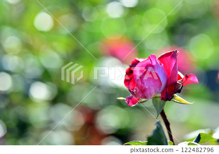 在附近的玫瑰園中看到的花 122482796
