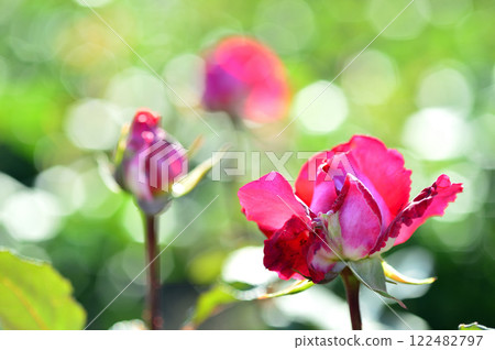 在附近的玫瑰園中看到的花 122482797