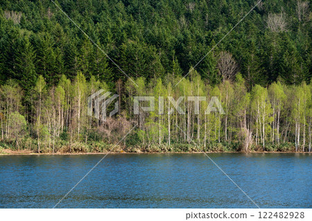 Fresh green forest and lake 122482928