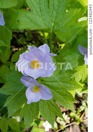 Shiraneeao盛開 122482943