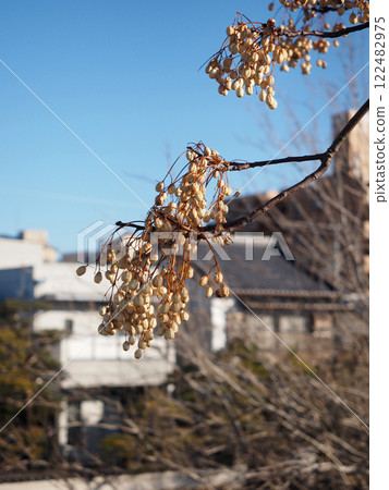 枝頭的檀香果實（冬日陽光下的鏡川河畔的檀香樹） 122482975