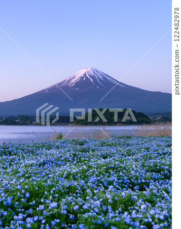 (Yamanashi Prefecture) Oishi Park at Lake Kawaguchi with the spectacular view of nemophila and Mt. Fuji (Yamanashi Prefecture) Oishi Park at Lake Kawaguchi with the spectacular view of nemophila and Mt. Fuji 122482978
