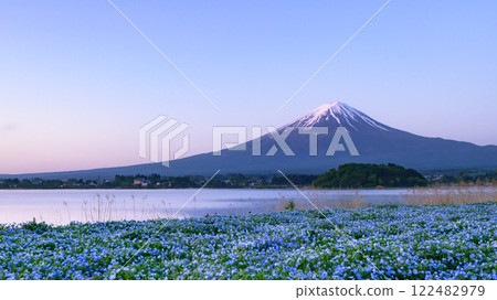 （山梨縣）河口湖大石公園，可欣賞粉蝶花和富士山的壯麗景色 122482979