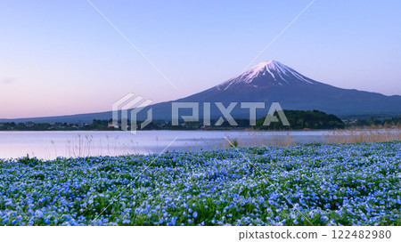 (Yamanashi Prefecture) Oishi Park at Lake Kawaguchi with the spectacular view of nemophila and Mt. Fuji 122482980
