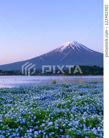 (Yamanashi Prefecture) Oishi Park at Lake Kawaguchi with the spectacular view of nemophila and Mt. Fuji 122482982