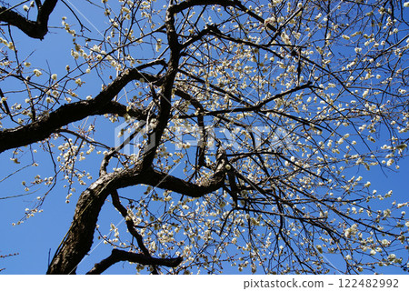 在藍天的白色李子開花 122482992