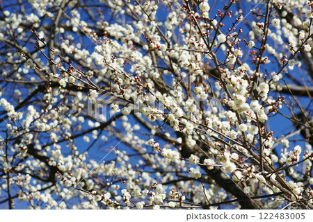 在藍天的白色李子開花 在藍天的白色李子開花 122483005