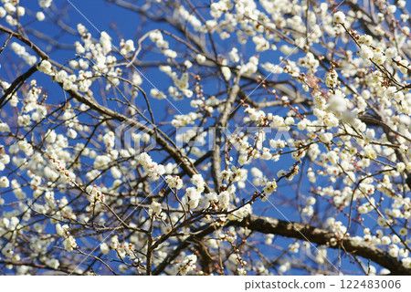 White plum blossoms in blue sky White plum blossoms in blue sky 122483006
