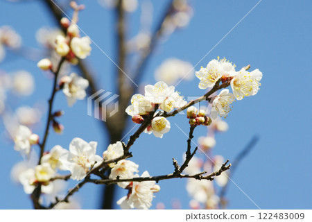 在藍天的白色李子開花 在藍天的白色李子開花 122483009