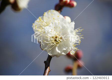 White plum blossoms in blue sky 122483011