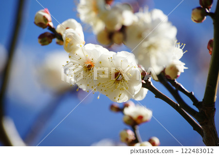 在藍天的白色李子開花 在藍天的白色李子開花 122483012