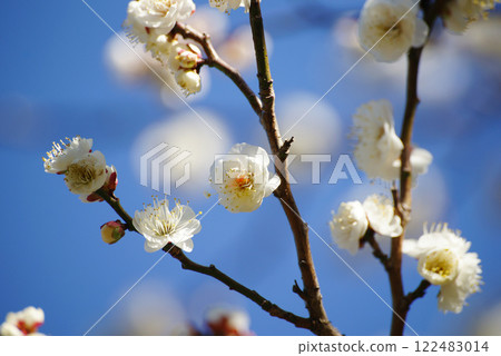 在藍天的白色李子開花 122483014