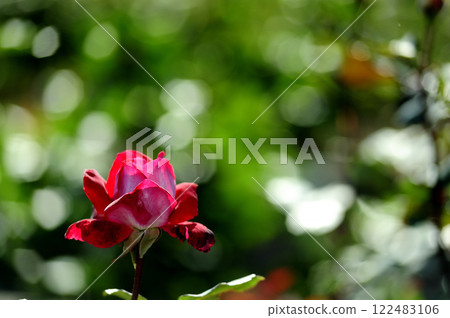 玫瑰花園裡的花 玫瑰花園裡的花 122483106