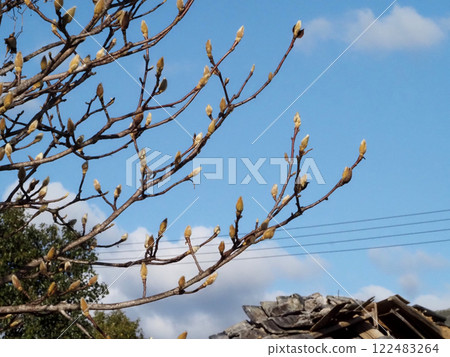 Blue sky and kobushi buds (a magnolia branch bathed in the winter sunshine) Blue sky and kobushi buds (a magnolia branch bathed in the winter sunshine) 122483264