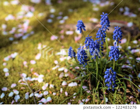四月盛開的可愛藍色穆斯卡里花 四月盛開的可愛藍色穆斯卡里花 122483276