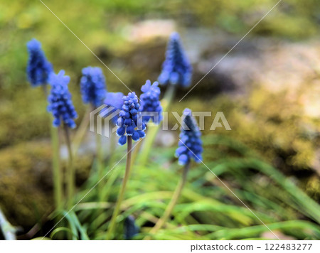 四月盛開的可愛藍色穆斯卡里花 四月盛開的可愛藍色穆斯卡里花 122483277