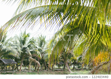 Coconuts garden in Thailand 122483440