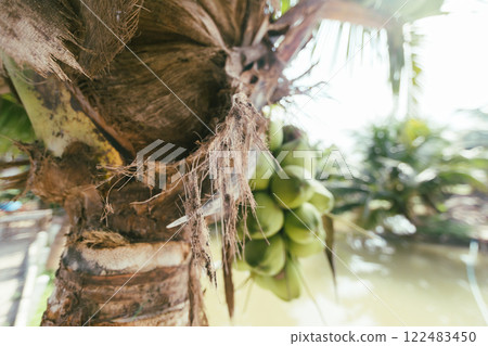 Coconuts garden in Thailand 122483450