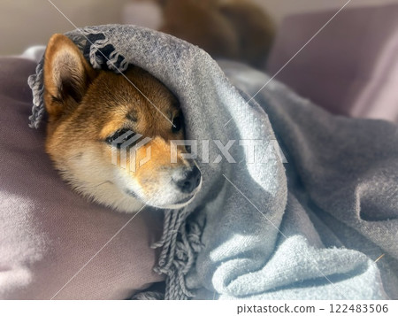 Cute red Shiba inu dog Cute red Shiba inu dog 122483506