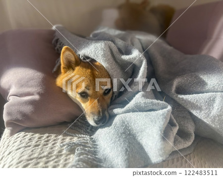 Cute red Shiba inu dog  122483511