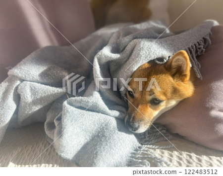 Cute red Shiba inu dog Cute red Shiba inu dog 122483512