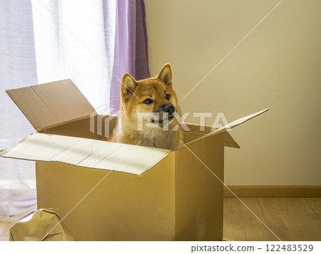 Dog Shiba Inu sitting in a cardboard box  122483529