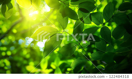 Lush green canopy of leaves illuminated by vibrant sunlight, creating a fresh and textured natural background, perfect for eco-friendly and serene outdoor environments in spring and summer 122484318