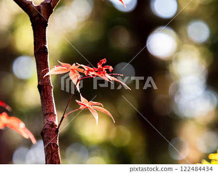 Brightly colored autumn leaves shining on a clear autumn day Brightly colored autumn leaves shining on a clear autumn day 122484434