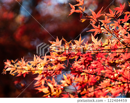 Brightly colored autumn leaves shining on a clear autumn day Brightly colored autumn leaves shining on a clear autumn day 122484459