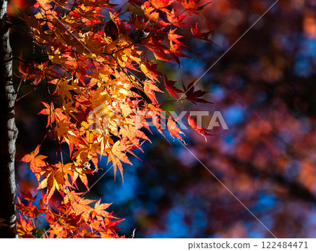 Brightly colored autumn leaves shining on a clear autumn day Brightly colored autumn leaves shining on a clear autumn day 122484471