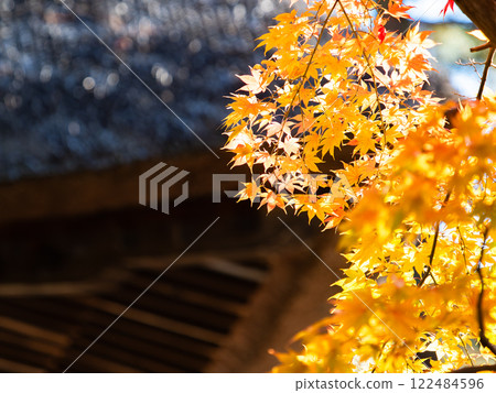 A rare maple tree with vivid yellow leaves 122484596