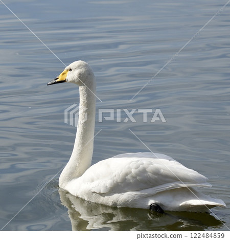 Swans swimming smoothly in the pond, sparkling water surface Swans swimming smoothly in the pond, sparkling water surface 122484859
