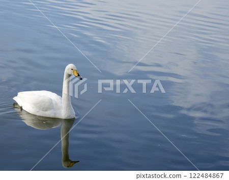 Swans swimming smoothly in the pond, sparkling water surface Swans swimming smoothly in the pond, sparkling water surface 122484867