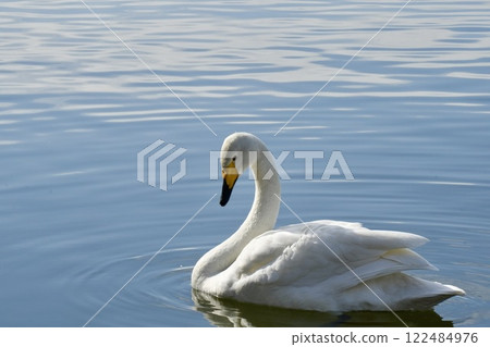 Swan, Shining Water, Calm 122484976