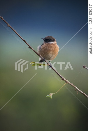 Stonechat perching on twig against soft backdrop 122485057