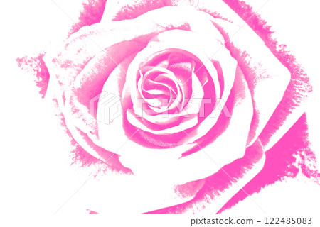  Pink rose flower 122485083