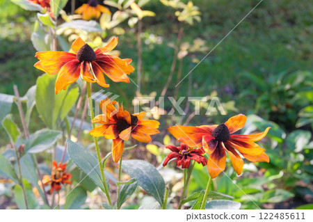 Flowers of Rudbeckia is growing in garden in autumn. Plant of Aster family. Rudbeckia grows in meadow. Black eyed susan. Sunny day. 122485611