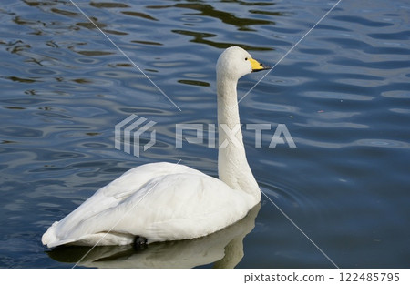 Swans swimming smoothly in the pond, sparkling water surface Swans swimming smoothly in the pond, sparkling water surface 122485795