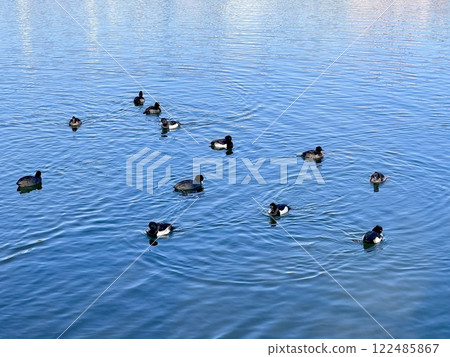 Duck Duck 122485867