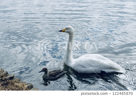 Swans swimming smoothly in the pond, sparkling water surface Swans swimming smoothly in the pond, sparkling water surface 122485870
