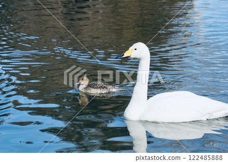 Swans and ducks swimming together Swans and ducks swimming together 122485888