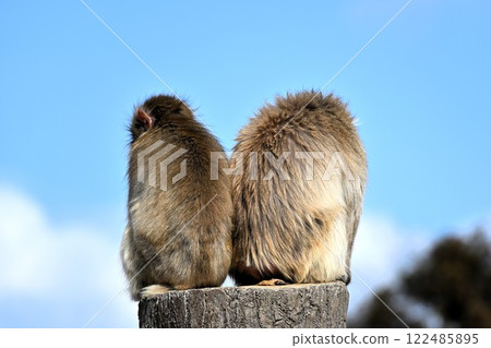 兩隻猴子擁抱 122485895