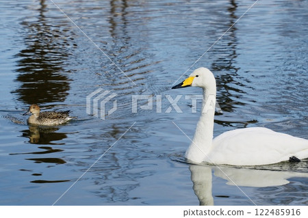 Swans and ducks swimming together 122485916