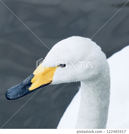 Swan face up 122485917