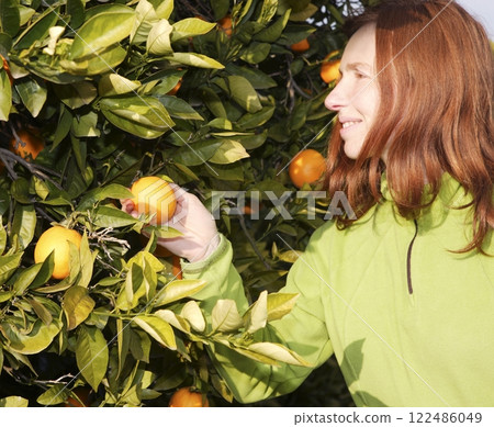 orange tree field female farmer harvest picking fruits 122486049