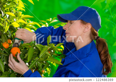 Tangerine orange farmer collecting woman Tangerine orange farmer collecting woman 122486169