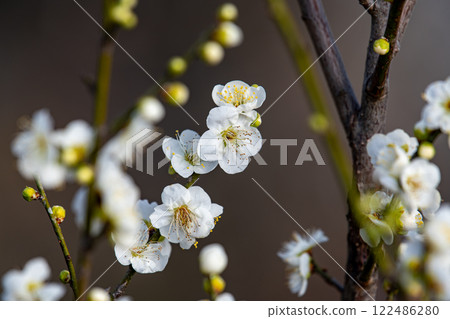white plum blossom white plum blossom 122486280